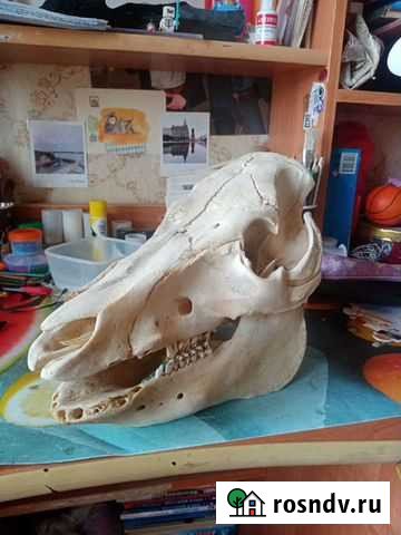 Череп свиньи Йошкар-Ола - изображение 1