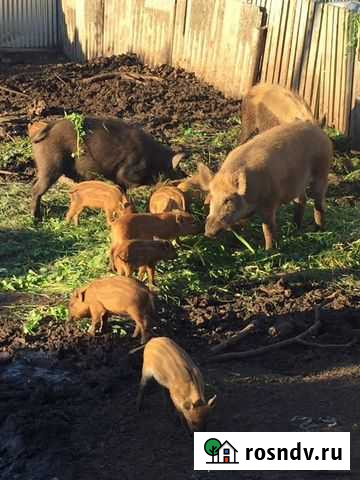 Кабан дюрки кабанчики Вавож - изображение 1