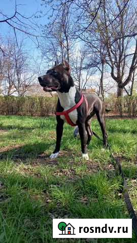 Купирование ушей Константиновск - изображение 1