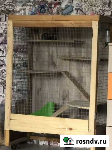 Шиншилла с клеткой Курган - изображение 1