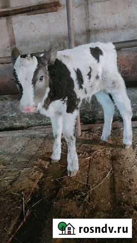 Телята Бузулук - изображение 1