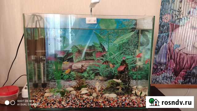 Аквариум+ рыбки Петропавловск-Камчатский - изображение 1