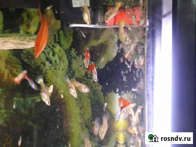 Продам гуппи Белогорск - изображение 1