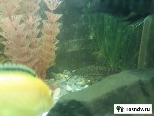 Сом таракатум Тюмень - изображение 1