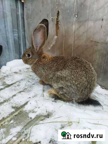 Кролики Тольятти - изображение 1