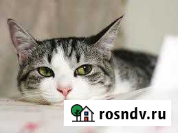 Гостиница для кошек и котов Муся моя,Муся Магнитогорск - изображение 1