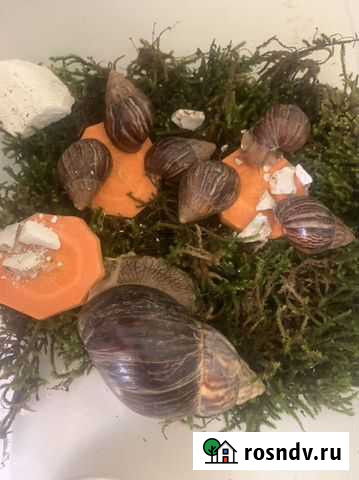 Улитки ахатины бесплатно Буйнакск - изображение 1