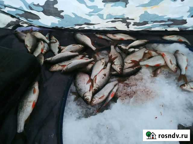 Рыба мороженая.плотва Ижевск - изображение 1