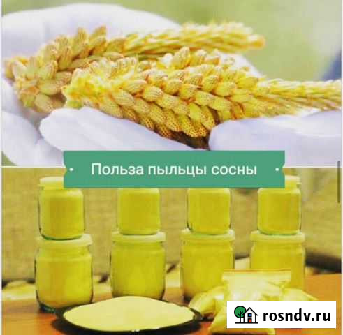 Пыльца сосны крымской (природный антиоксидант) Симоненко - изображение 1