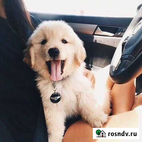 Выгул собак Чебоксары - изображение 1