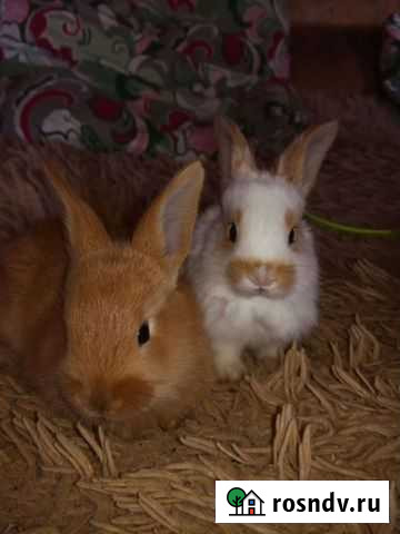 Кролик Казань - изображение 1