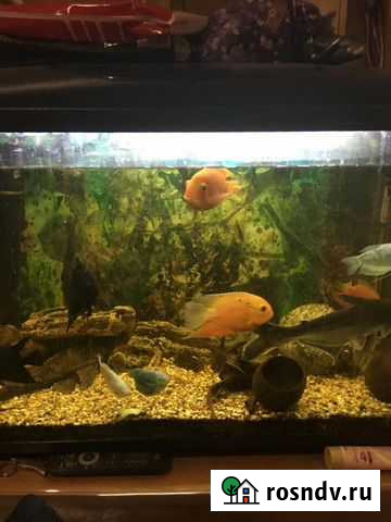 Аквариум с рыбками и всем оборудованием Петропавловск-Камчатский - изображение 1