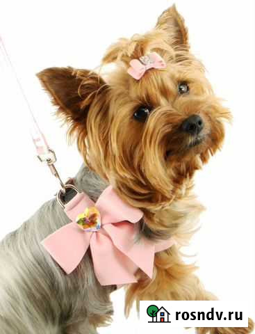 Стрижка кошек И собак Омск - изображение 1