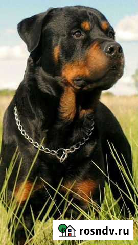 Друг на час Пенза - изображение 1