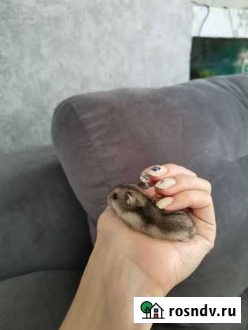 Хомяки джунгарики Омск - изображение 1