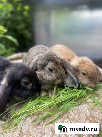 Кролики Французкий баран Белогорск - изображение 1