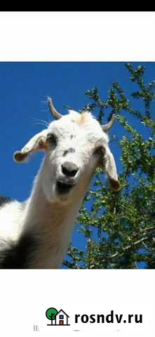 Козы Мишкино - изображение 1
