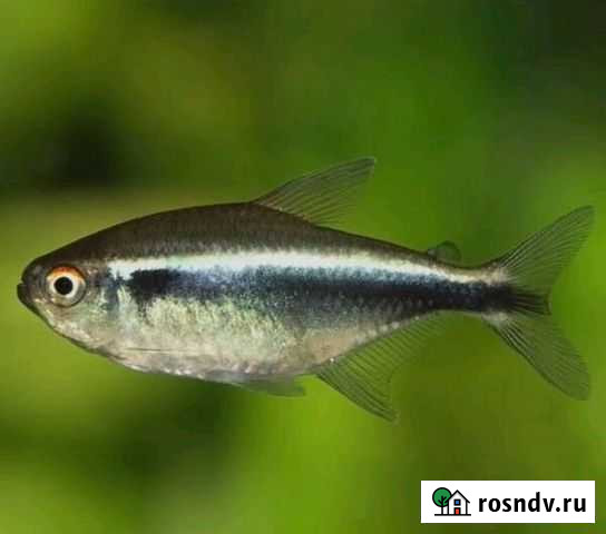 Неоны черные рыбки Курган - изображение 1