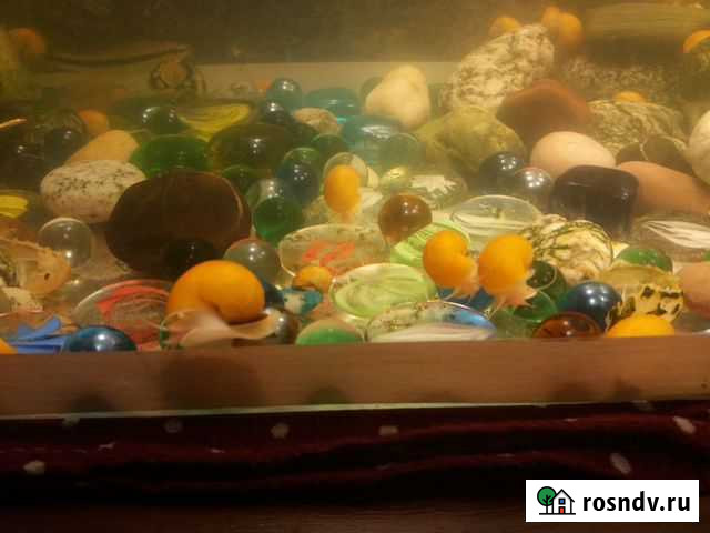 Улитки ампулярии Астрахань - изображение 1