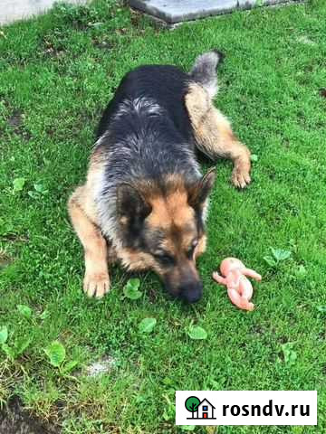 Вязка собаки Златоуст - изображение 1