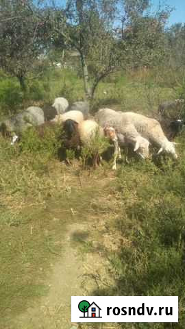 Барашки Варениковская - изображение 1