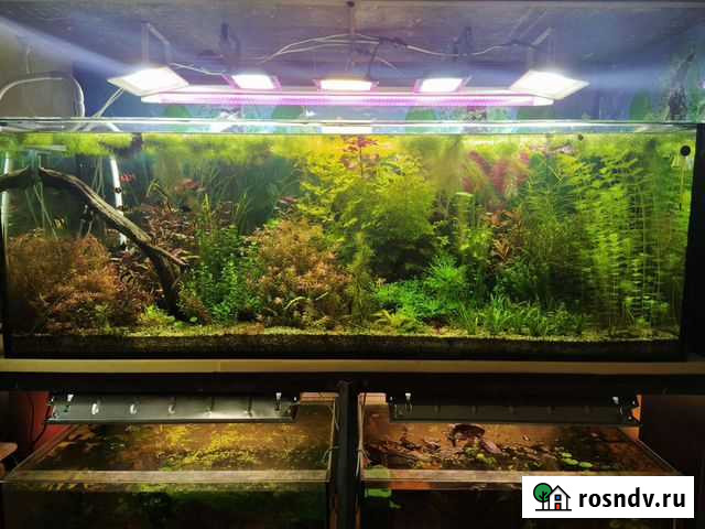 Аквариумные растения (гидрострой) Краснодар - изображение 1