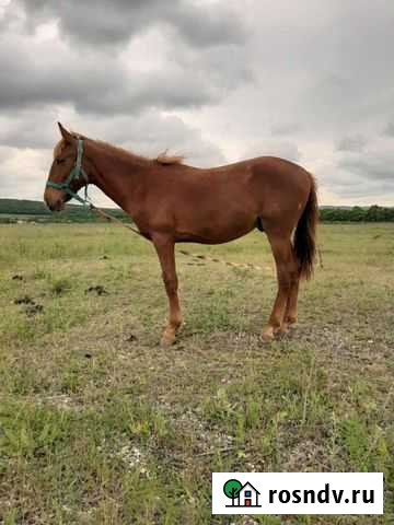Жеребята Палласовка - изображение 1