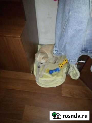 Передержка/выгул собак Тула - изображение 1