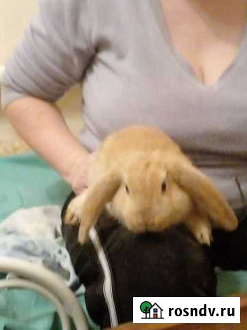 Кролик Зеленодольск - изображение 1