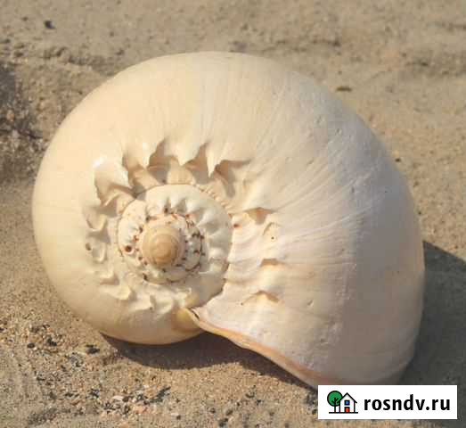 Морская раковина Мело-диадема большая Люберцы - изображение 1