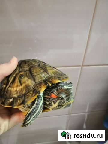 Красноухие черепахи с аквариумом Санкт-Петербург - изображение 1