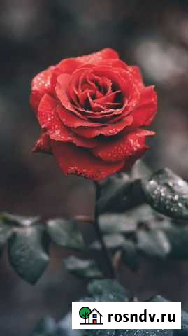 Няня для ребенка Казань - изображение 1