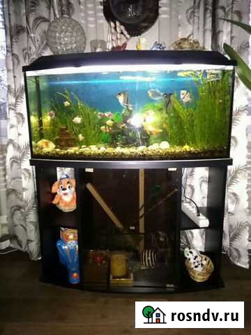 Аквариум Саратов - изображение 1