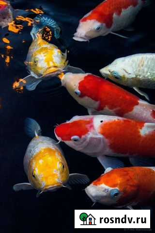 Живая рыба для пруда Ростов-на-Дону - изображение 1