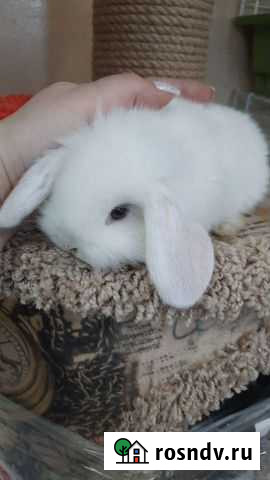 Вислоухие малыши Красноярск - изображение 1