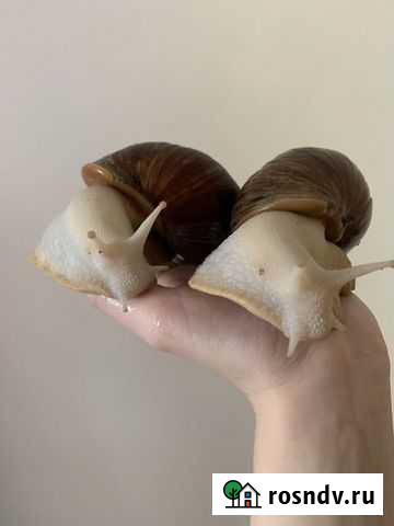 Отдам крупных улиток ахатин Красноярск - изображение 1