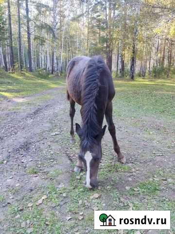 Лошади Большой Луг - изображение 1