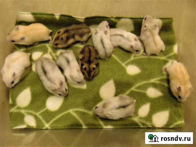 Цветные джунгарские хомяки от заводчика, клетки Санкт-Петербург - изображение 1