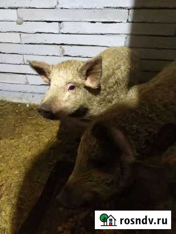 Поросята венгерской мангалицы Екатеринбург - изображение 1