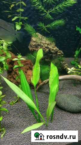 Молинезии Калининград - изображение 1