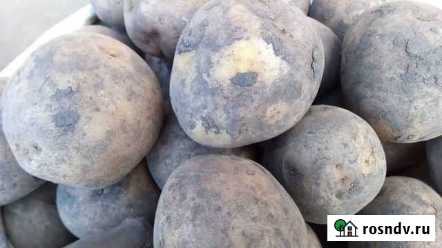 Картофель Иркутск - изображение 1