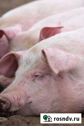 Свинина Кострома - изображение 1