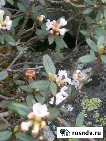 Саган Дали, Саган дайля Улан-Удэ - изображение 1