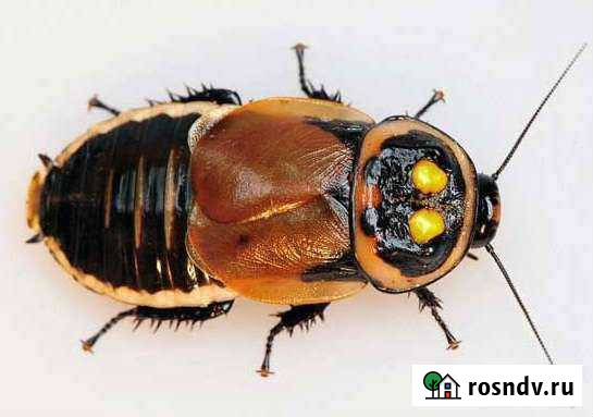 Таракан Автомобильчик Калуга - изображение 1