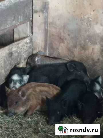 Вьетнамск вислобрюхий поросенок Красноярск - изображение 1