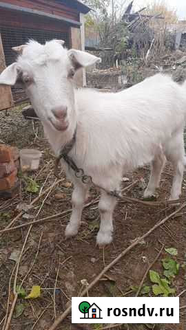 Коза дойная Константиновск - изображение 1