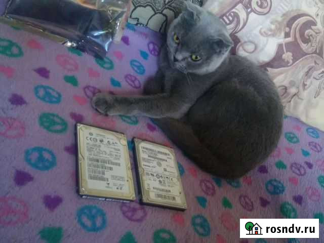 Жёсткий диск 2.5 Губкин - изображение 1