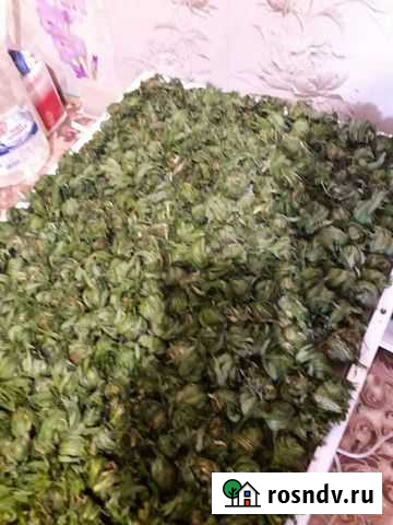 Иван чай Псков - изображение 1