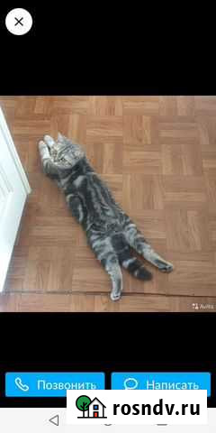 Передержка кошек Барнаул - изображение 1