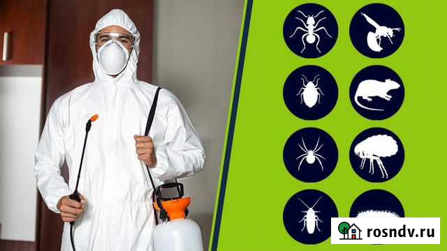 Уничтожение насекомых клопов тараканов Комсомольск-на-Амуре - изображение 1